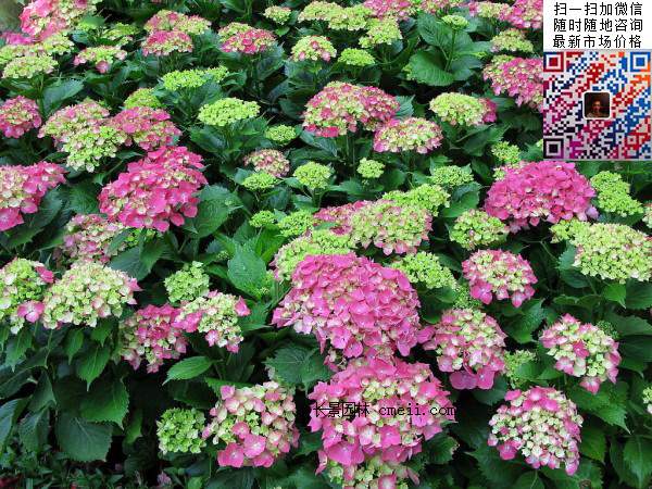 八仙花如何養殖，八仙花的種殖方法