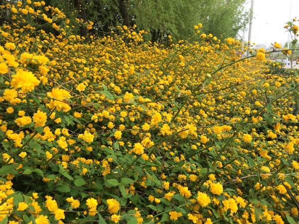 棣棠花的花語是什么？