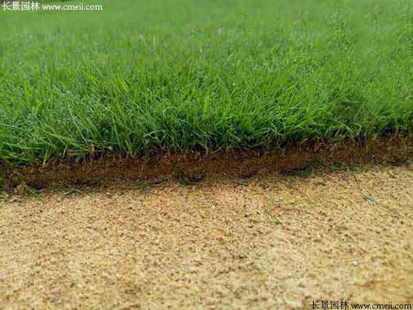 庭院草坪種植效果