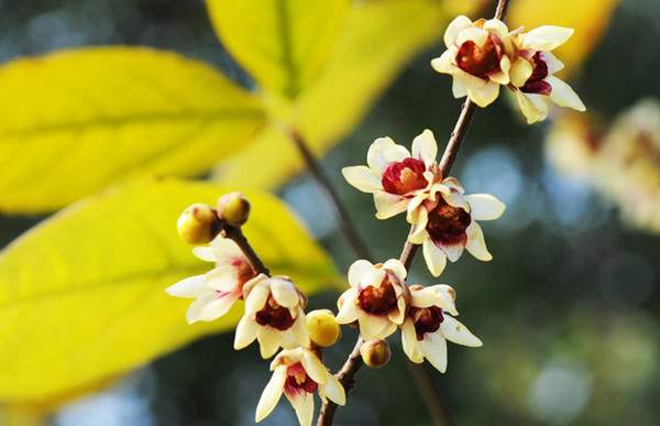 小花臘梅、狗牙梅）