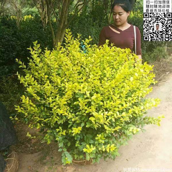 冠幅1米1.2米金葉女貞球精品苗圖片