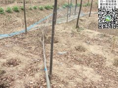 你還在為買櫸樹四處奔波嗎？那你就out了，告訴