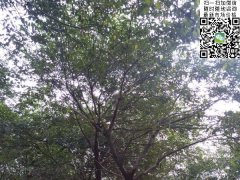 櫸樹不管是在綠化界，還是在建筑界都會令你刮