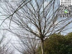 櫸樹的綠衣雖好看，但是變成光桿司令的“它”