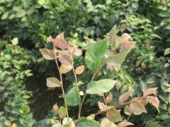 淺談櫸樹在未來的綠化路上，能否站住腳 