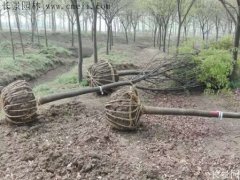 櫸樹還有這一層意思??！到底是“種櫸”還是“