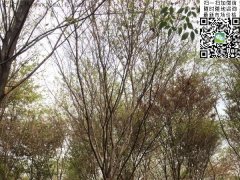 這個秋季讓櫸樹占盡了風采，你還在持觀望的態