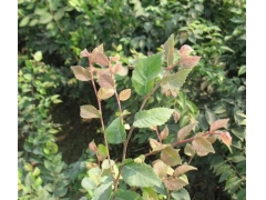 紅櫸與櫸樹有什么不同？