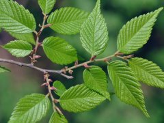 重大新聞！較大的櫸樹基地照曝光了，貌似價格