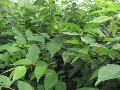 櫸樹就是這么的牛，都是國家二級保護對象了