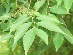 專家提醒：櫸樹和樸樹不是同一種樹嗎？