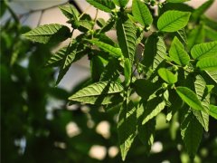 櫸樹為什么又叫作血櫸，這其中有什么奧秘嗎?