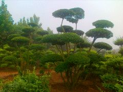 16年下半年小葉女貞造型樹價格走勢怎么樣，現價