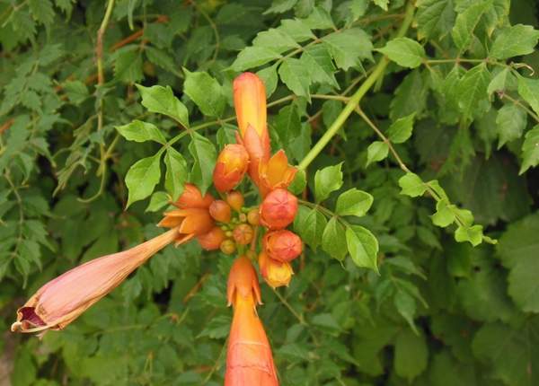 沭陽(yáng)的凌霄花