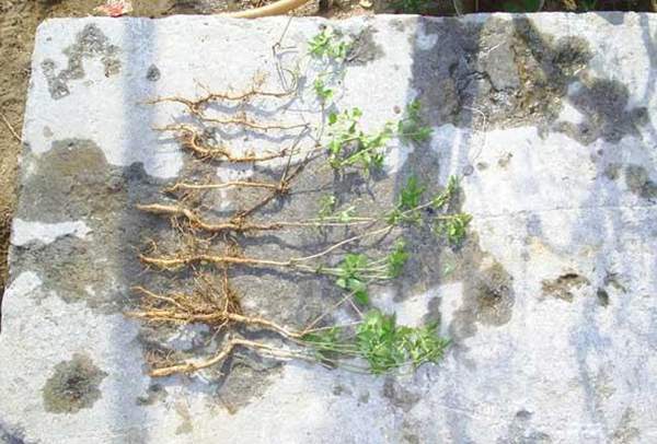 沭陽(yáng)的凌霄花