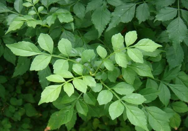 沭陽(yáng)的凌霄花