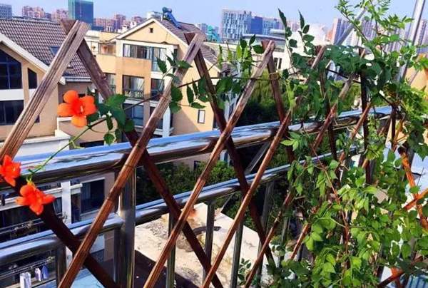 沭陽(yáng)的凌霄花