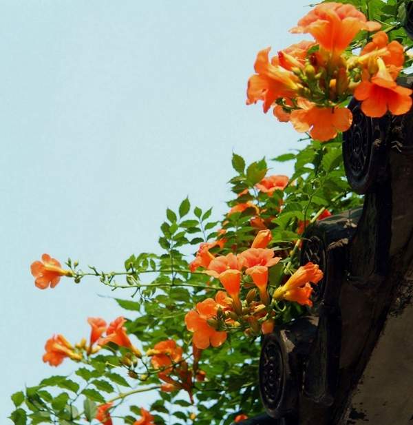 沭陽(yáng)的凌霄花