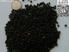 2016最新小葉女貞種子價格多少錢一斤？