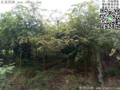 珍貴的紅櫸樹在我這，只珍不貴！