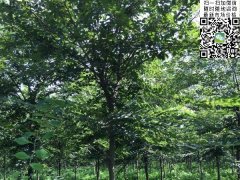 目前國內櫸樹哪里最多，你一定不知