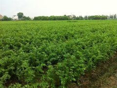 目前國內哪里的櫸樹小苗多？