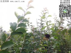 「內(nèi)部資料」行內(nèi)采購流蘇樹報價單曝光！