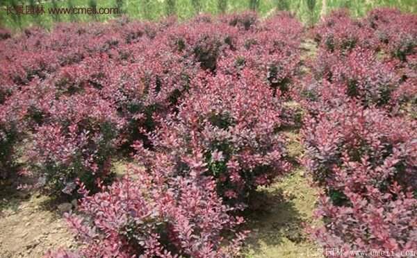 低價精品的紅葉小檗