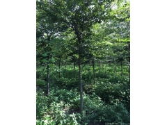 較大的櫸樹產地，產量百分之二十以上