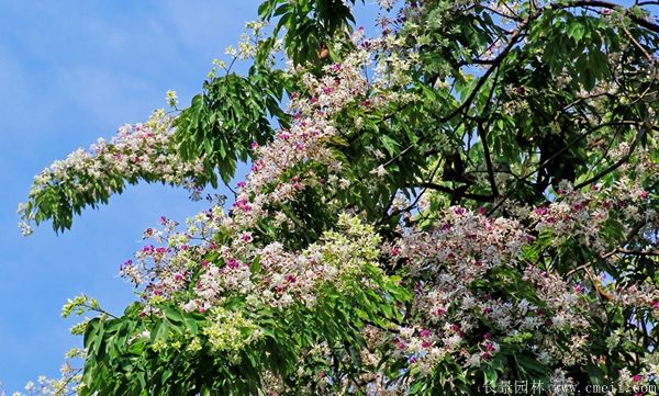 苦楝樹開花圖片