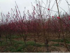 6公分紅葉碧桃多少錢(qián)一棵？