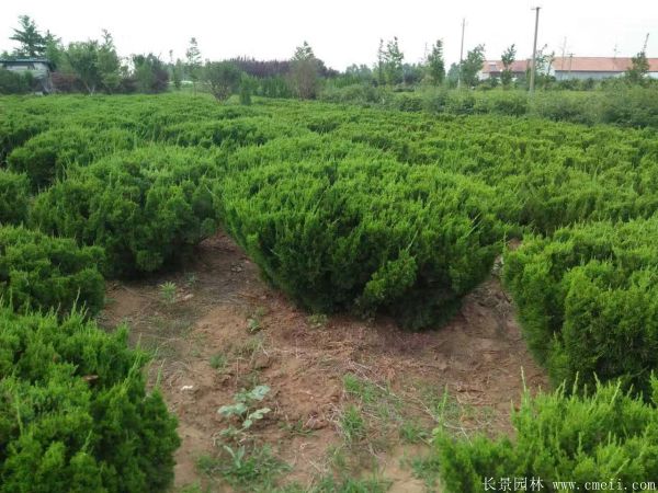 長景園林小龍柏基地