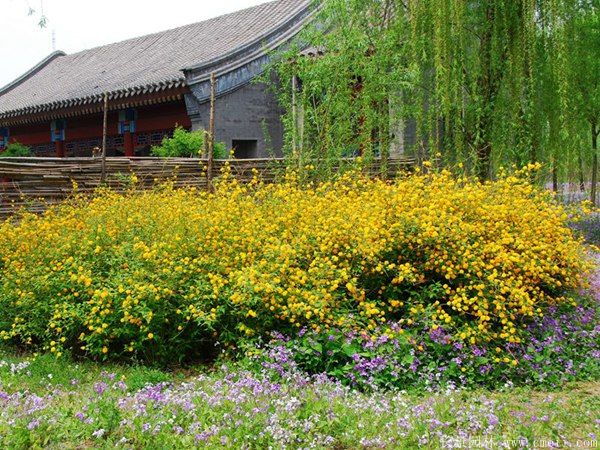 棣棠球-長景園林