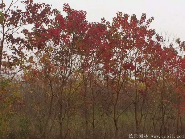 烏桕樹(shù)圖片烏桕樹(shù)基地實(shí)拍