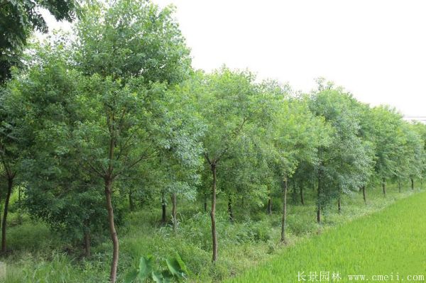 烏桕樹(shù)圖片烏桕樹(shù)基地實(shí)拍