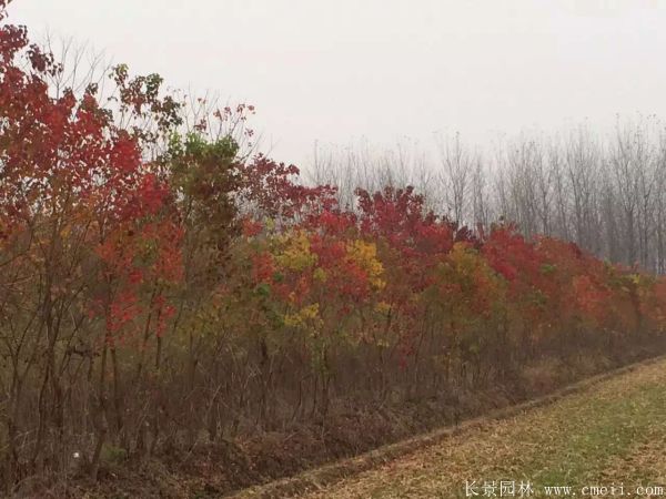 烏桕樹(shù)圖片烏桕樹(shù)基地實(shí)拍