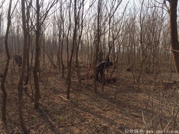 烏桕樹(shù)圖片烏桕樹(shù)基地實(shí)拍
