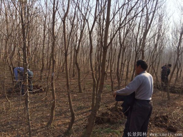 烏桕樹(shù)圖片烏桕樹(shù)基地實(shí)拍