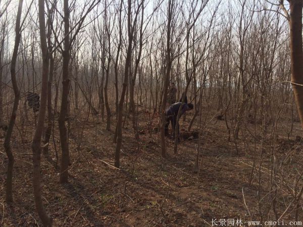 烏桕樹(shù)圖片烏桕樹(shù)基地實(shí)拍