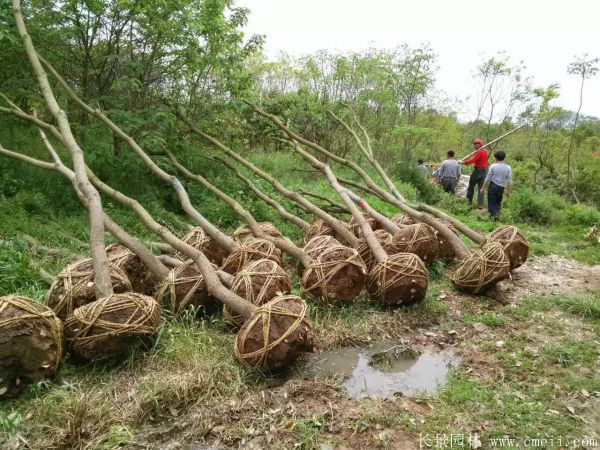 烏桕樹(shù)圖片烏桕樹(shù)基地實(shí)拍