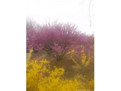 哪里的叢生紫荊價(jià)格比較便宜，多少錢(qián)一棵？