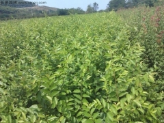 6月可以播種櫸樹嗎？