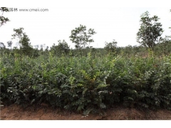 4月可以播種櫸樹嗎？