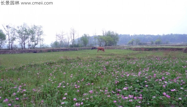 紅花酢漿草種子發(fā)芽出苗開花圖片