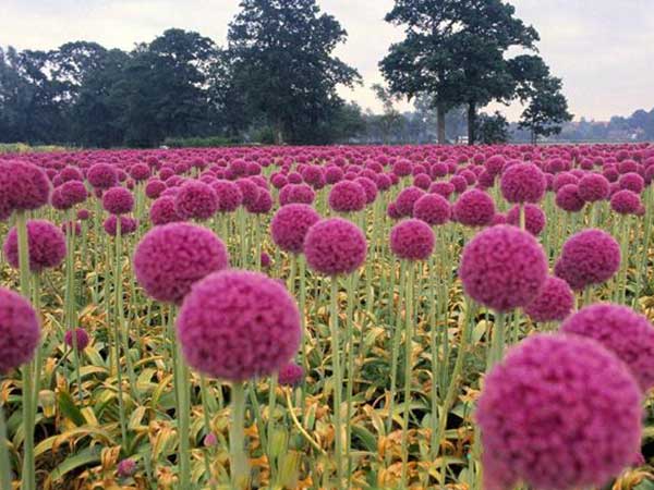 大絨球種子發芽出苗開花圖片