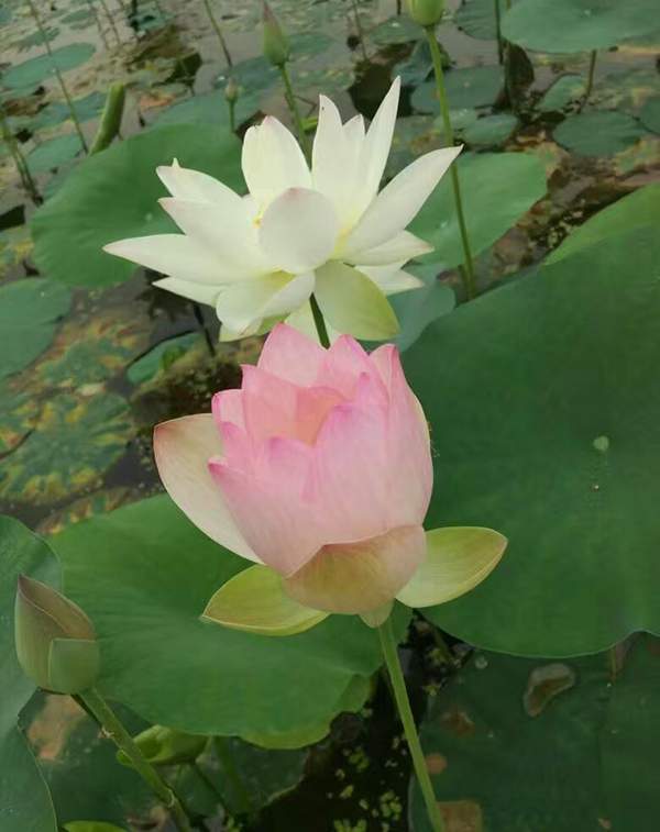 荷花種植基地實拍優質品種類