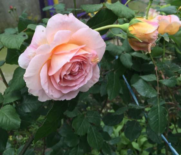 沭陽長景園林歐月基地