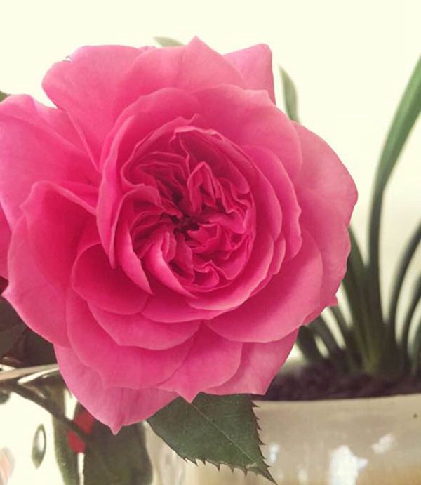 長景園林大U行圖片