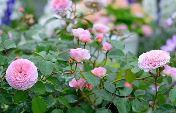 長景園林歐月基地