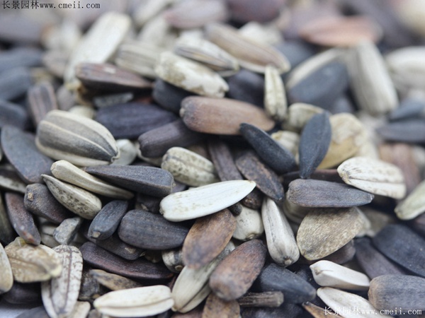 紫色向日葵種子 紫色向日葵種子